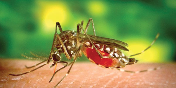 Dengue